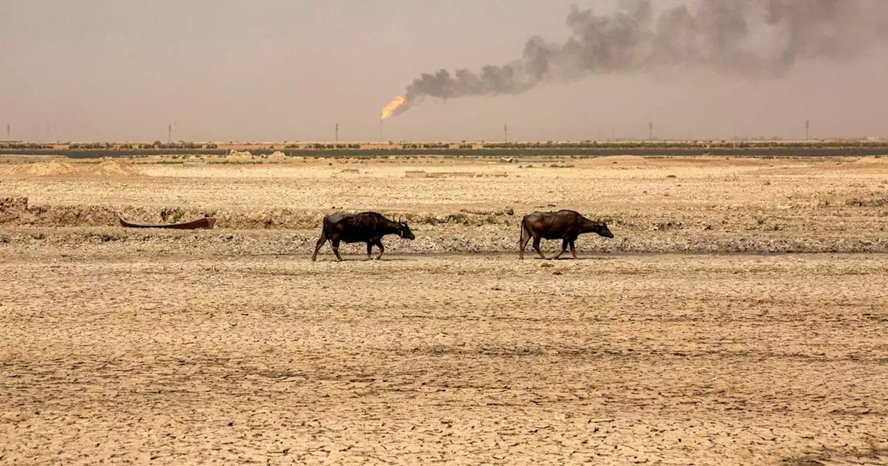 Opinion | America Really Wanted Iraq's Basra for Oil That's Now Making It Uninhabitable