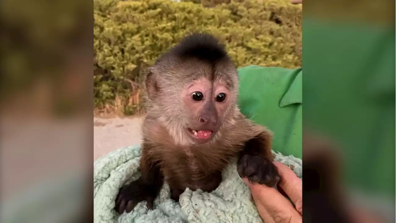 California police responded after a capuchin monkey accidentally called 911