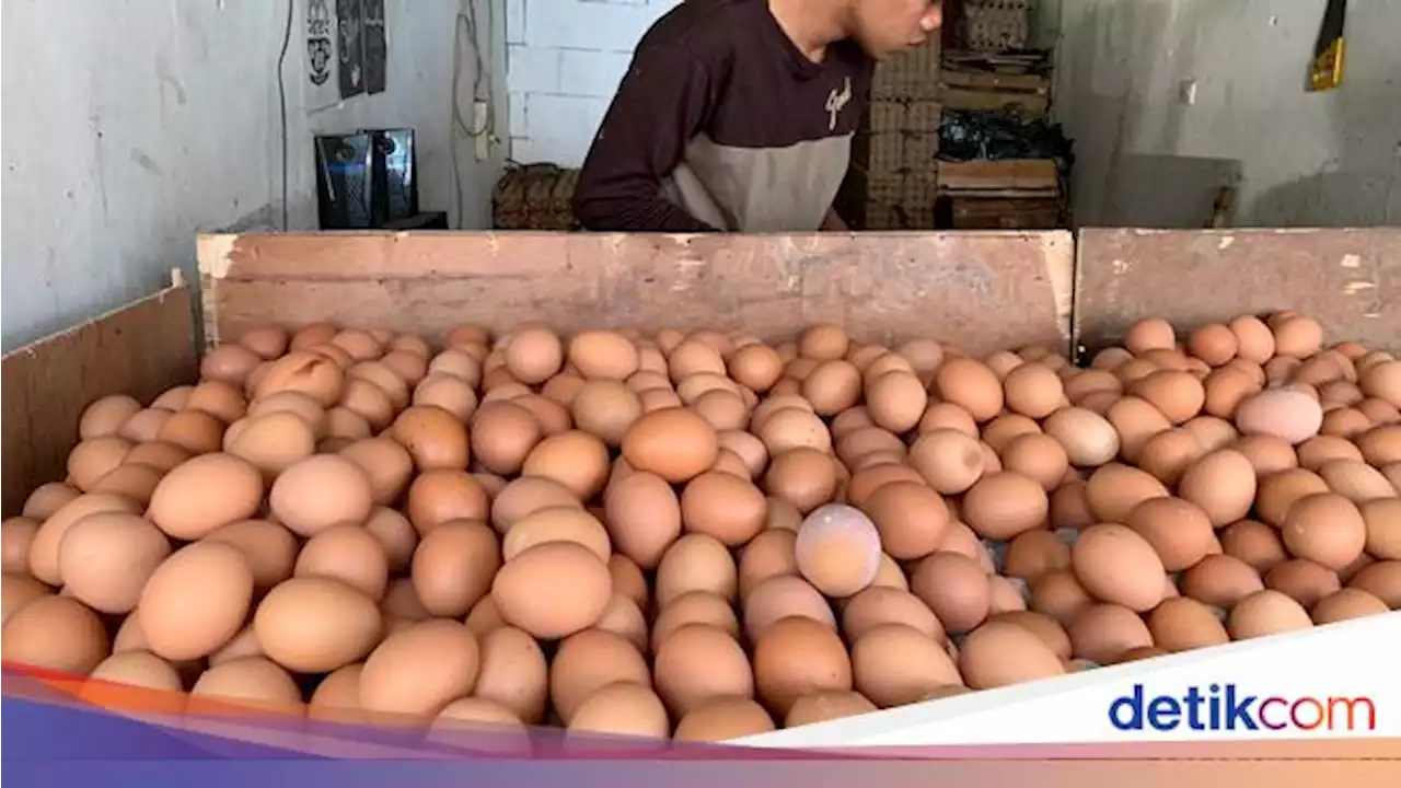 Harga Telur Ayam Tembus Rp 33.000/Kg, Peternak: Tertinggi Sepanjang Sejarah!