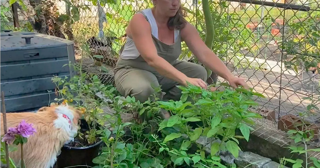 For hire or food, garden sitters save the day during summer