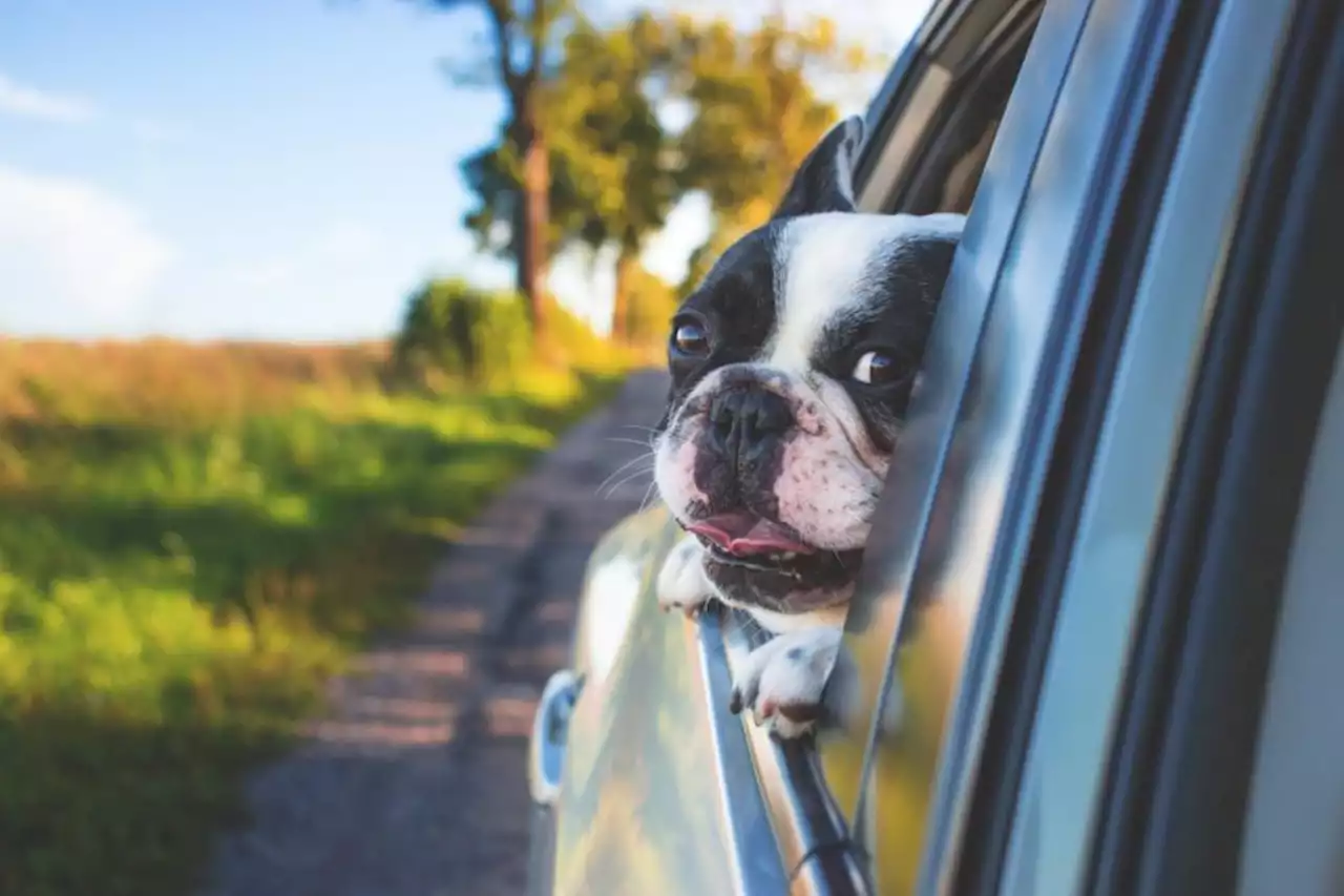 Drivers could face £5,000 fine for driving with a dog in their car