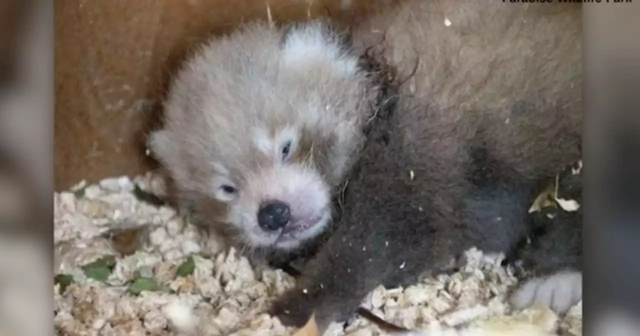 'Miracle' red panda born in England