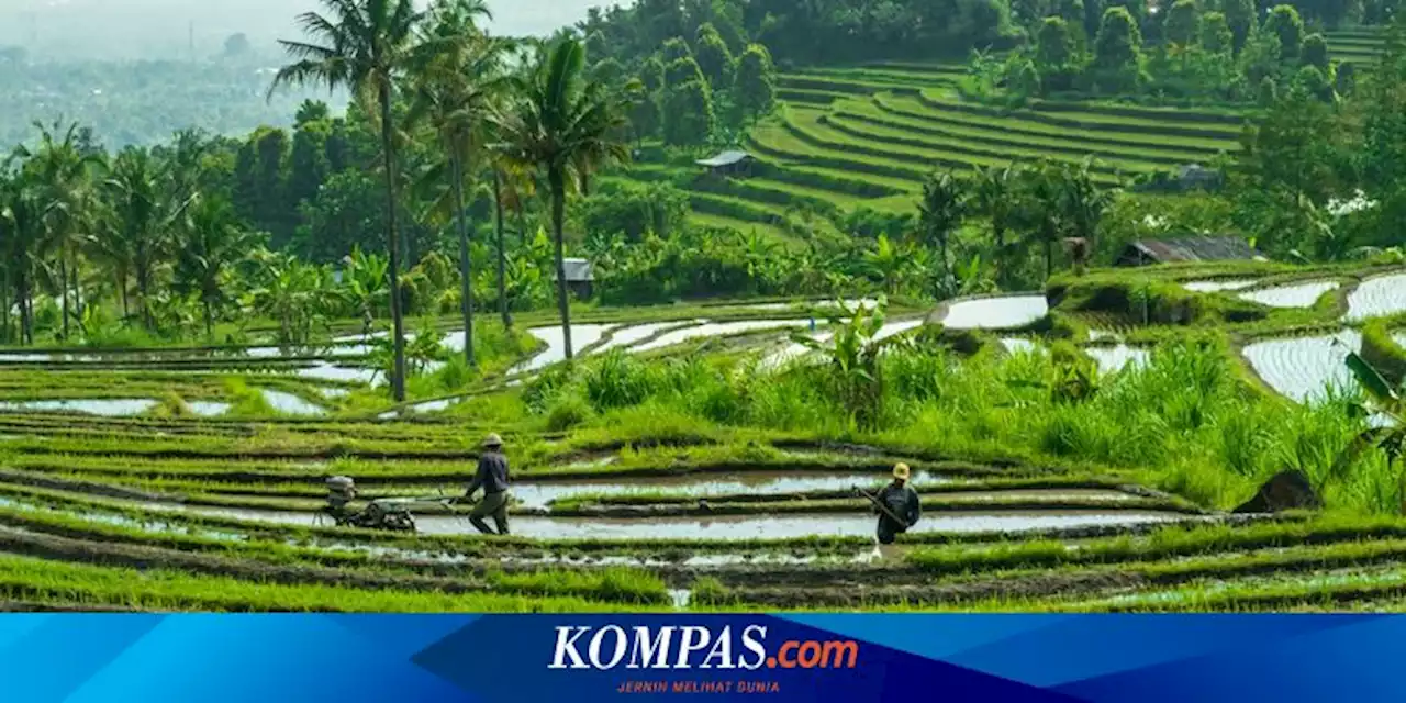 Sumbang Capaian Swasembada Pangan, Serapan KUR Pertanian Berhasil Tembus Rp 70,3 Triliun