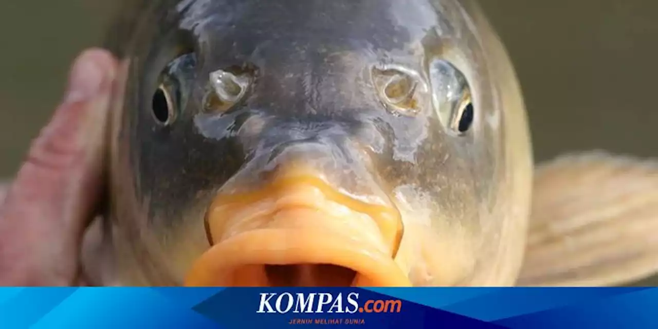 [UNIK GLOBAL] Ikan Mas Jadi Makanan Alternatif di Australia | Pasangan Usia 70-an Punya Bayi