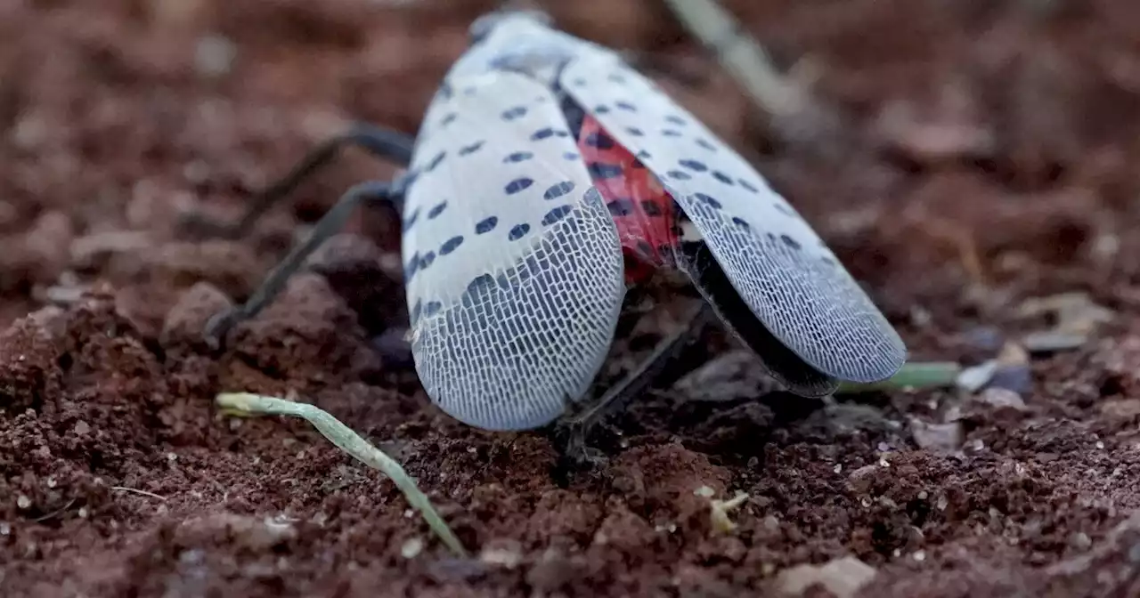 What a pest! Spotted lanternflies are spreading in the U.S.