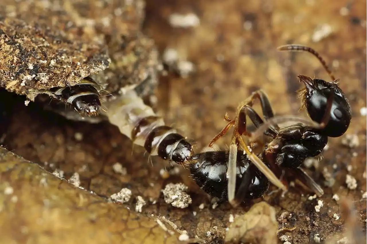 Ants are under attack from outsiders in these intimate photos