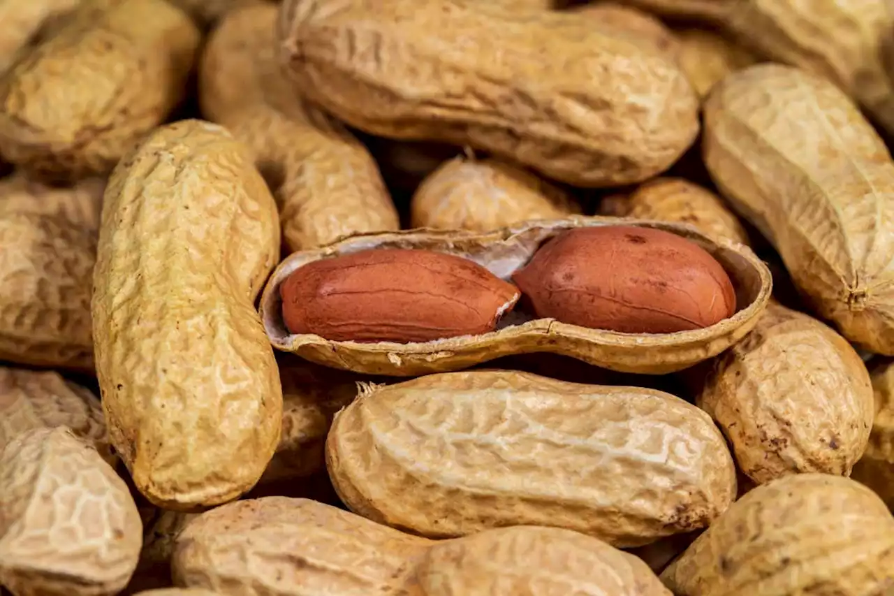 Fat molecule treatment may stop severe peanut allergy reaction in mice