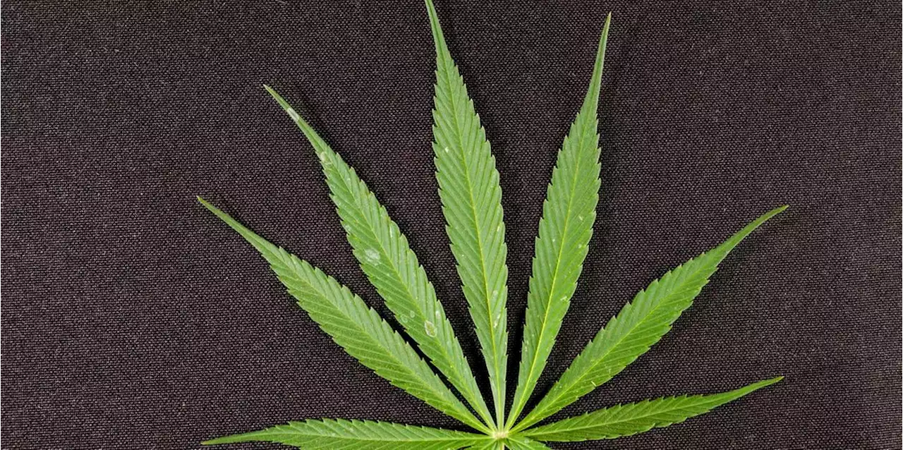 Mann händigt Marihuana freiwillig an Polizei aus - belangt wird er trotzdem