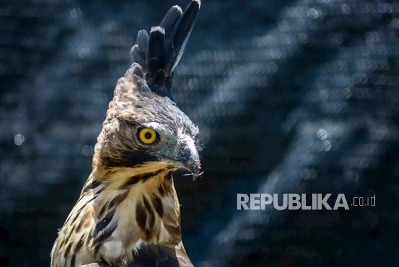 Balai Taman Nasional Gunung Halimun Salak Melepas Liarkan Elang Jawa |Republika Online