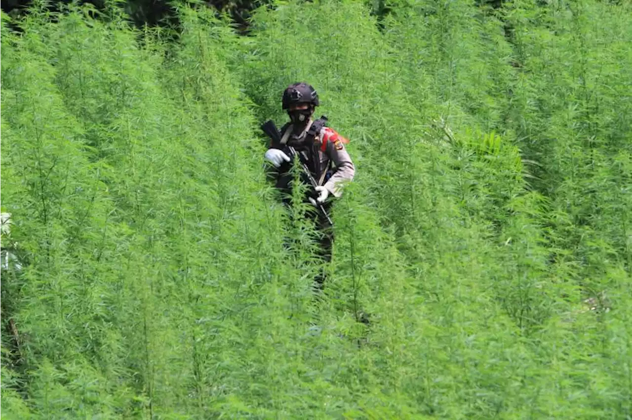 Polisi Musnahkan Dua Hektare Ladang Ganja di Pidie |Republika Online