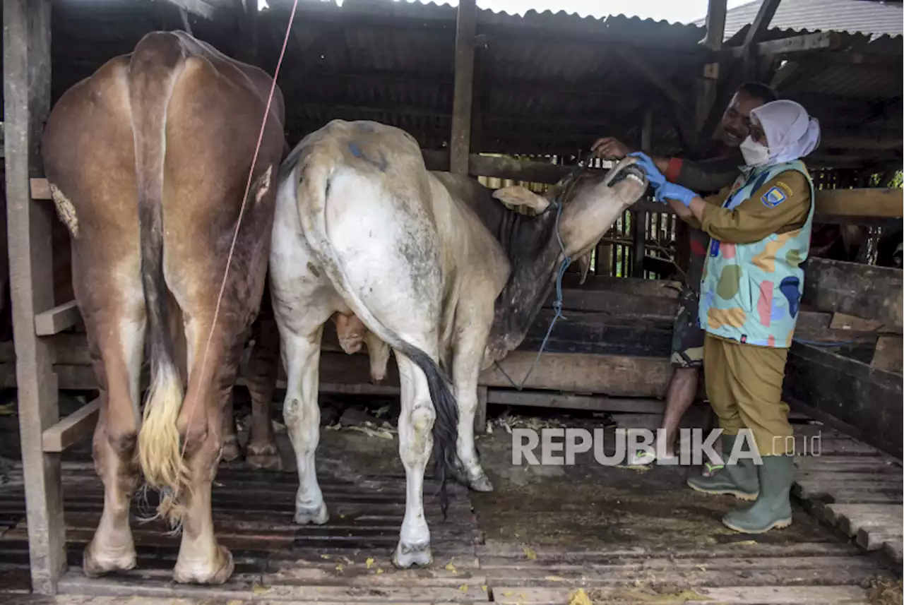 Sebanyak 1.842 Ternak di Nagan Raya Aceh Sembuh dari PMK |Republika Online