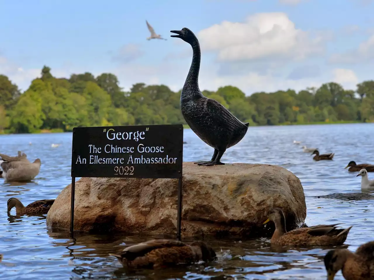 Statue of the friendly goose who charmed a Shropshire town for 20 years is unveiled