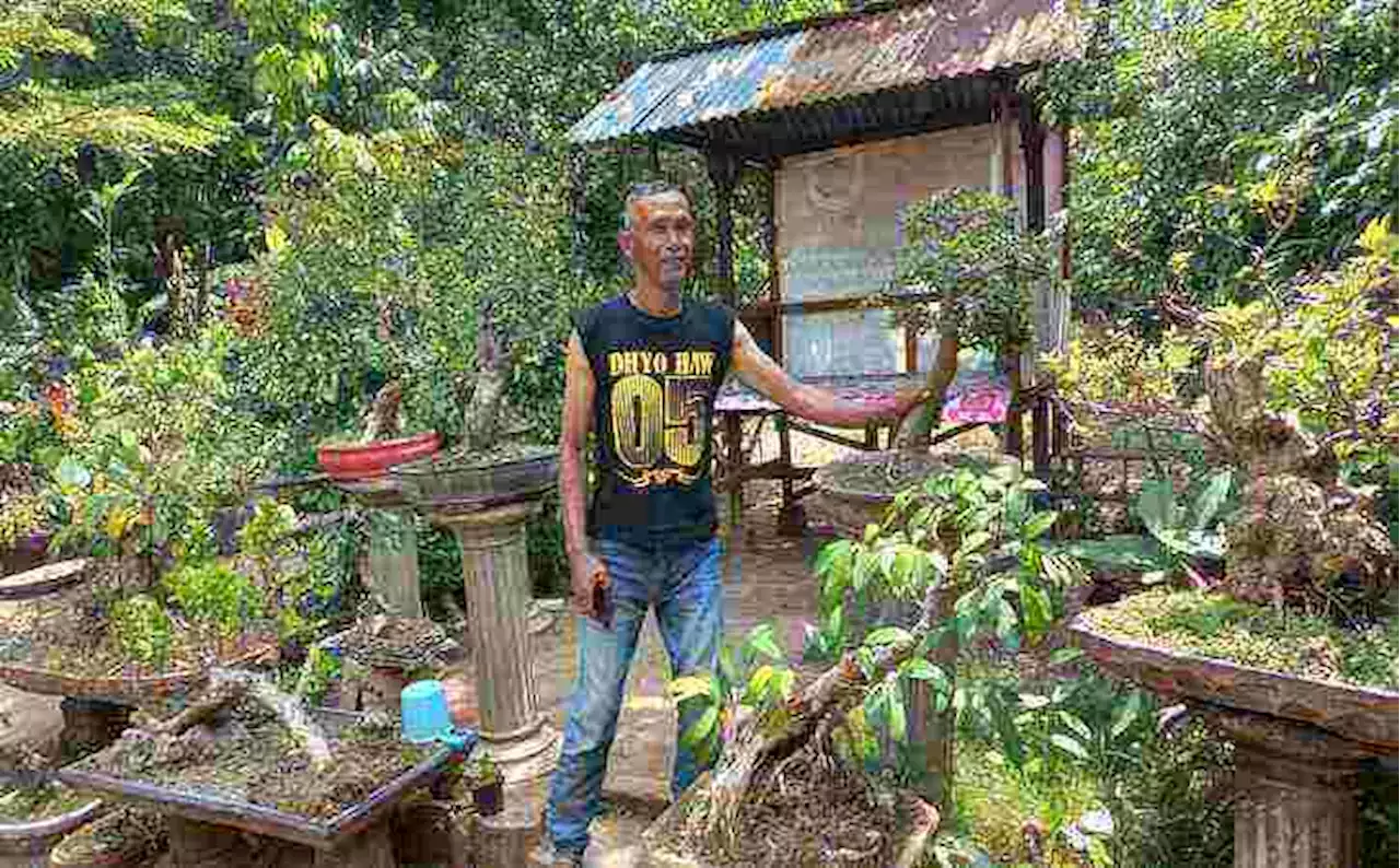 Budi Daya Bonsai, Warga jatinom Klaten Mampu Jual Rp1 Juta/Pohon