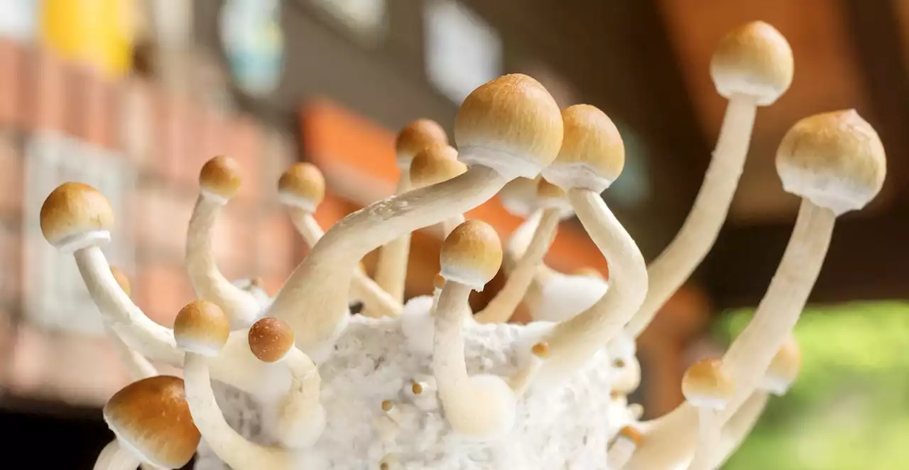 Drug reform campaigners in new push to reclassify magic mushrooms to treat mental illness