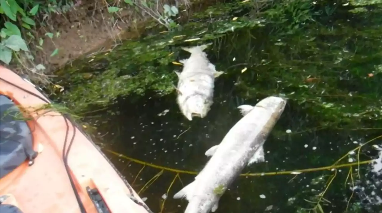 Fishermen warn of threat to salmon as falling water levels cause dozens of fish to die