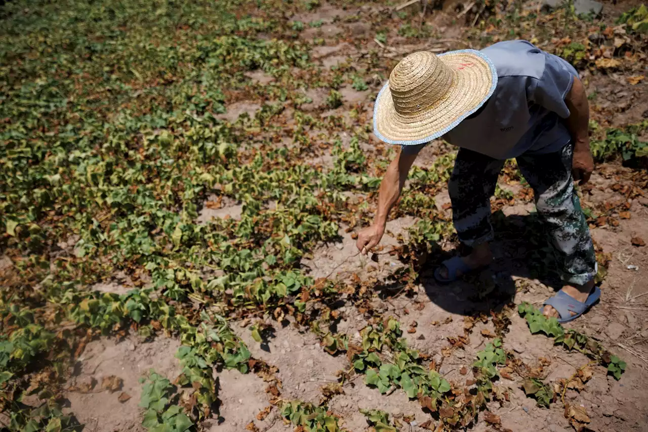 Chinese farmers struggle as scorching drought wilts crops