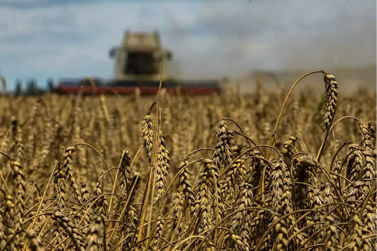 U.S. buying big Ukraine grain shipment for hungry regions, says UN