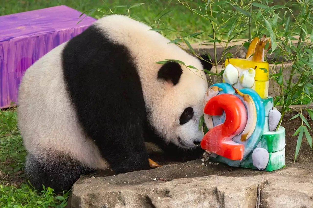 National Zoo Panda Cub Celebrates Second Birthday With Fruit Cake