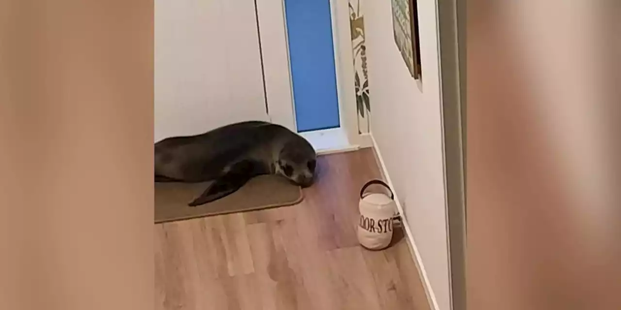 CUTE: Baby seal breaks into New Zealand home