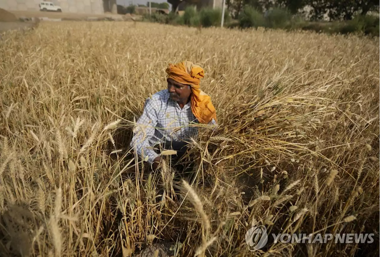 세계 2위 밀 재배국 인도, 폭염에 생산 급감하자 수입 검토 | 연합뉴스