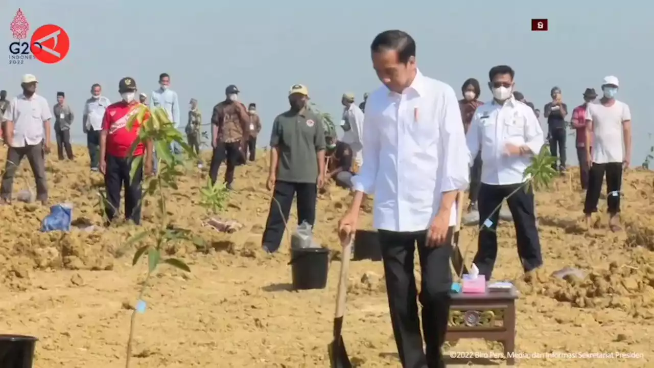 Presiden menanam mangga di lahan seluas 1.000 hektare - ANTARA News