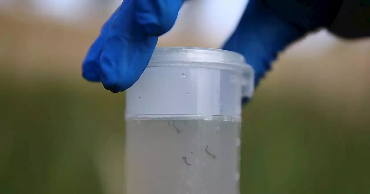 34 additional West Nile mosquito samples found in LACo Vector District