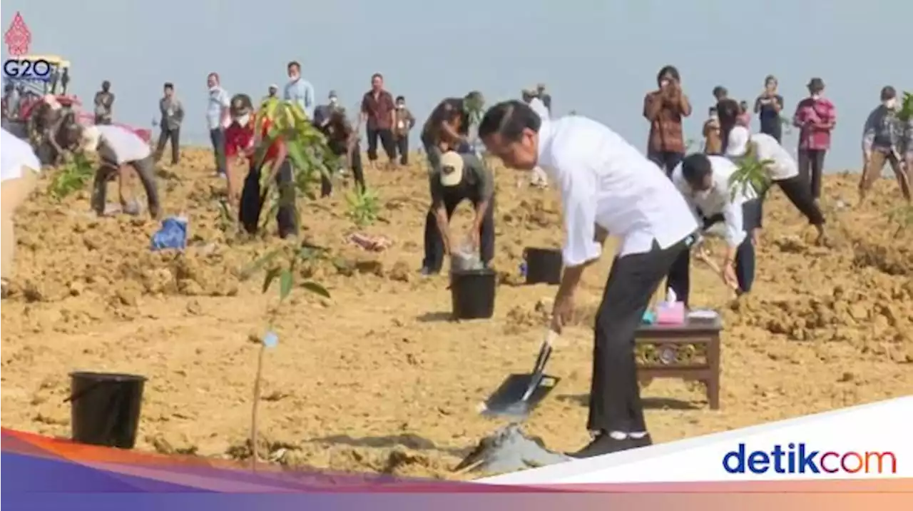 Jokowi Luncurkan Food Estate Berbasis Mangga di Gresik