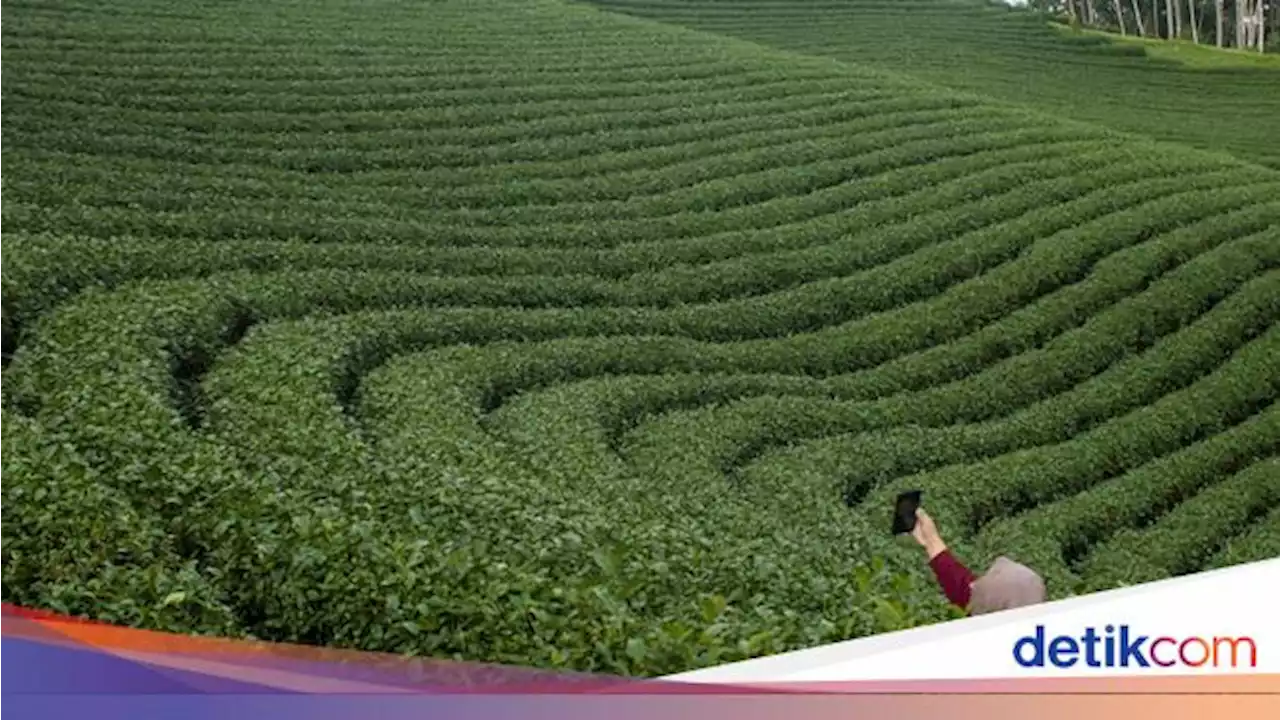 Rupa Kebun Teh Satu-satunya di Banten, Kualitas Tehnya Terbaik di Dunia