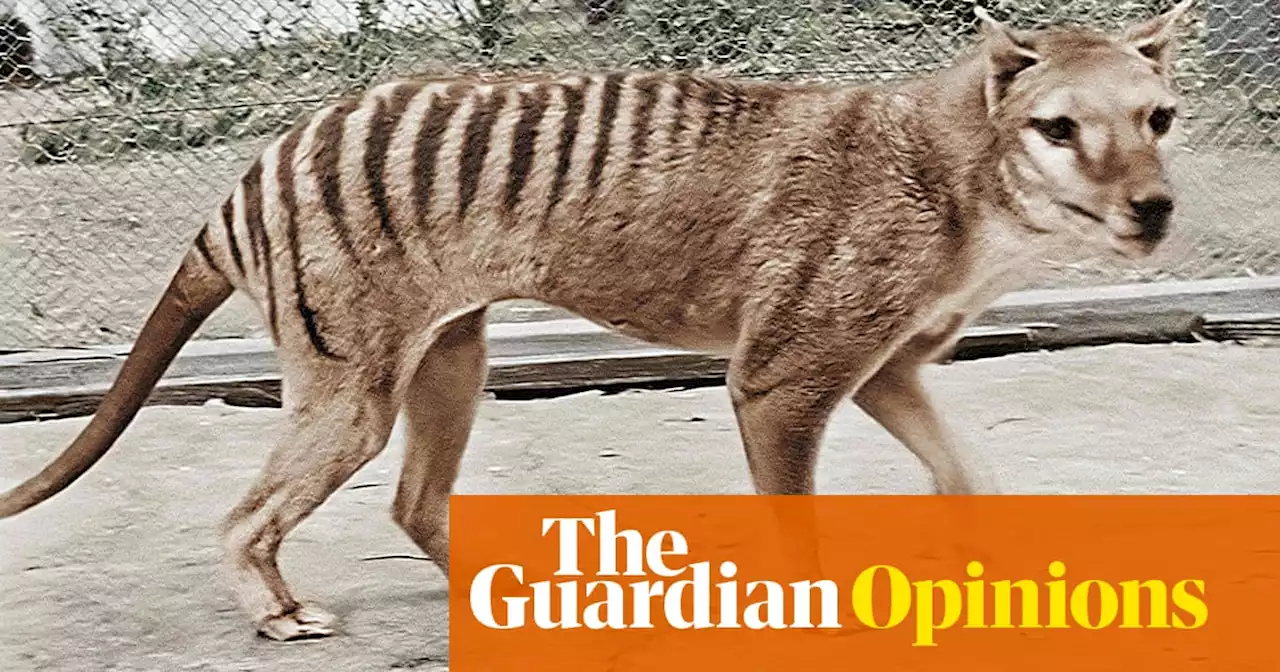 Resurrecting the Tasmanian tiger may be a noble idea – but what about preserving existing species? | Adam Morton