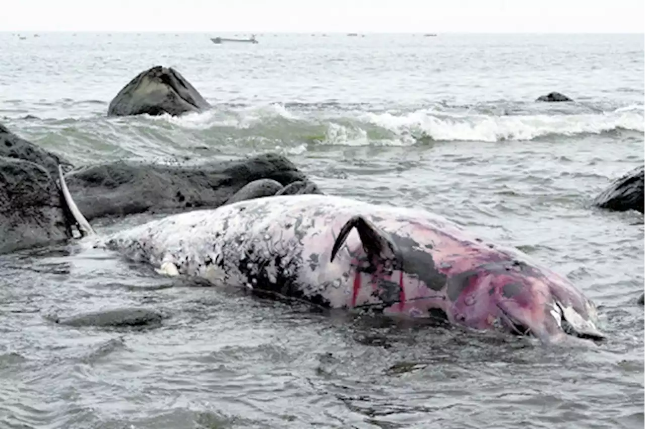 体長５・７ｍ、クジラの死骸が小田原の海岸に漂着…市が処分方法を検討 - トピックス｜Infoseekニュース