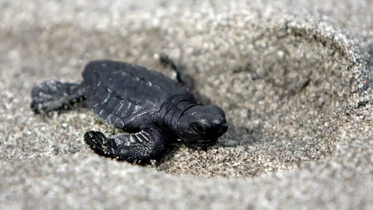 Heartwarming Bodycam Footage Shows Florida Deputies Helping Lost Baby Turtles Find The Ocean