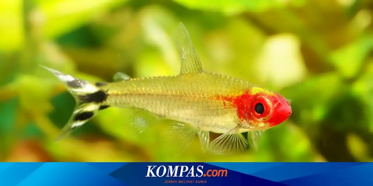 11 Fakta Menarik Ikan Neon Tetra, Berasal dari Sungai Amazon