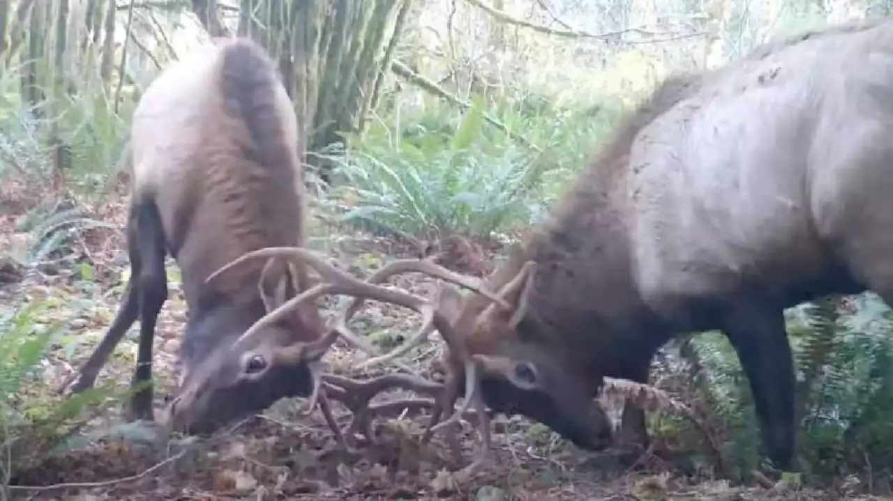 Have You Seen This? Bull elk put on a show for the game camera