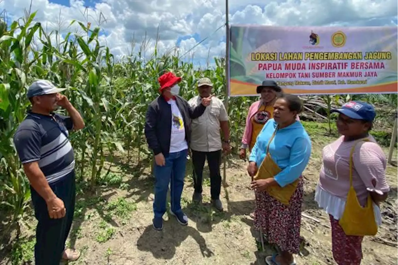 Petani di Distrik Masni, Manokwari Papua Barat Ingin Terus Dibina PMI