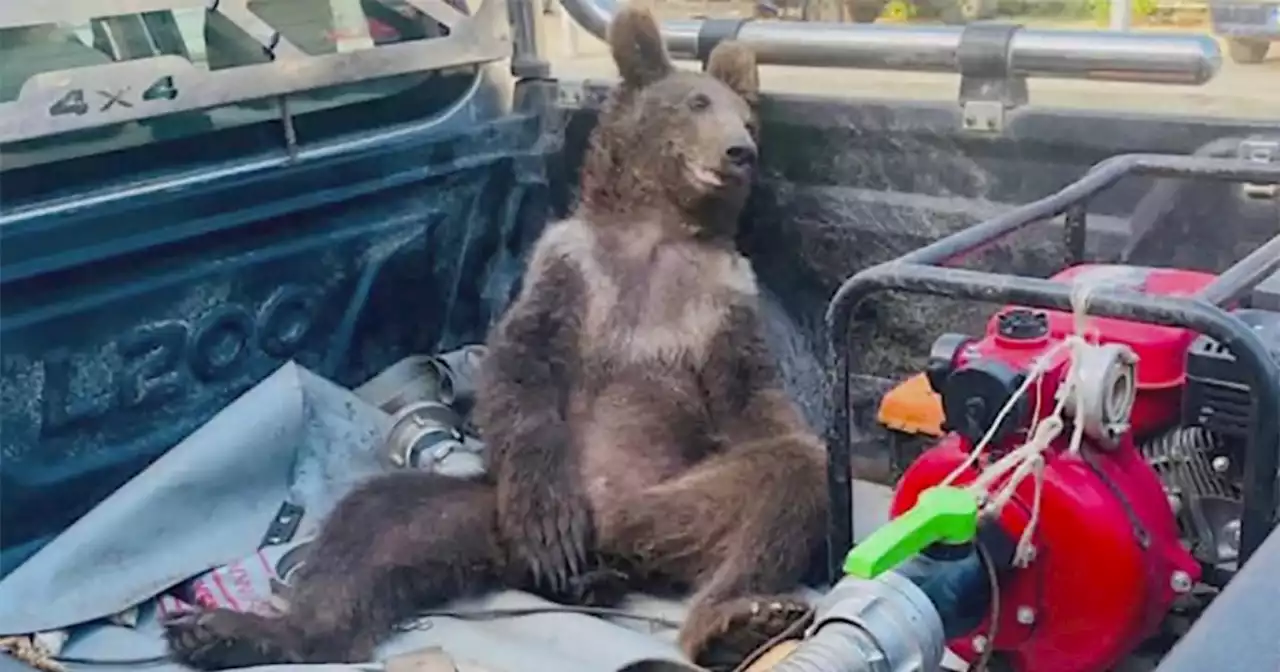 Watch: Brown bear cub high on ‘mad honey’ rescued in Turkey