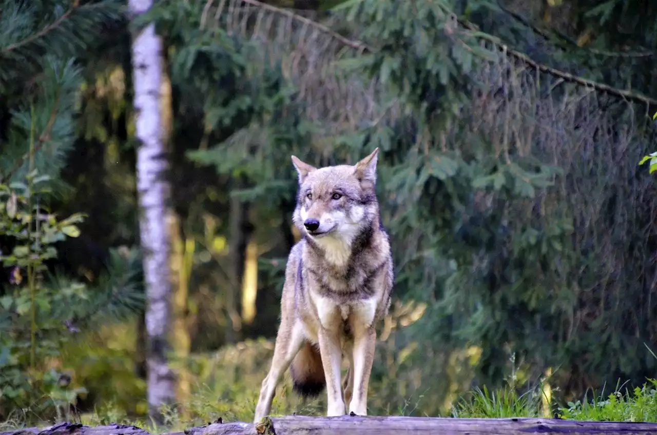 Uri gibt Wolf zum Abschuss frei - Schweizer Bauer