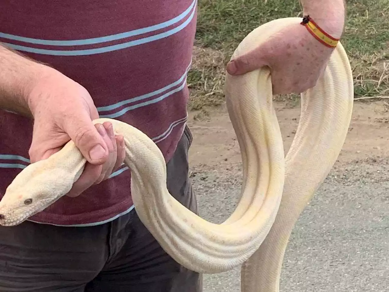 Giant albino boa constrictor found underweight and poorly in Shropshire country lane