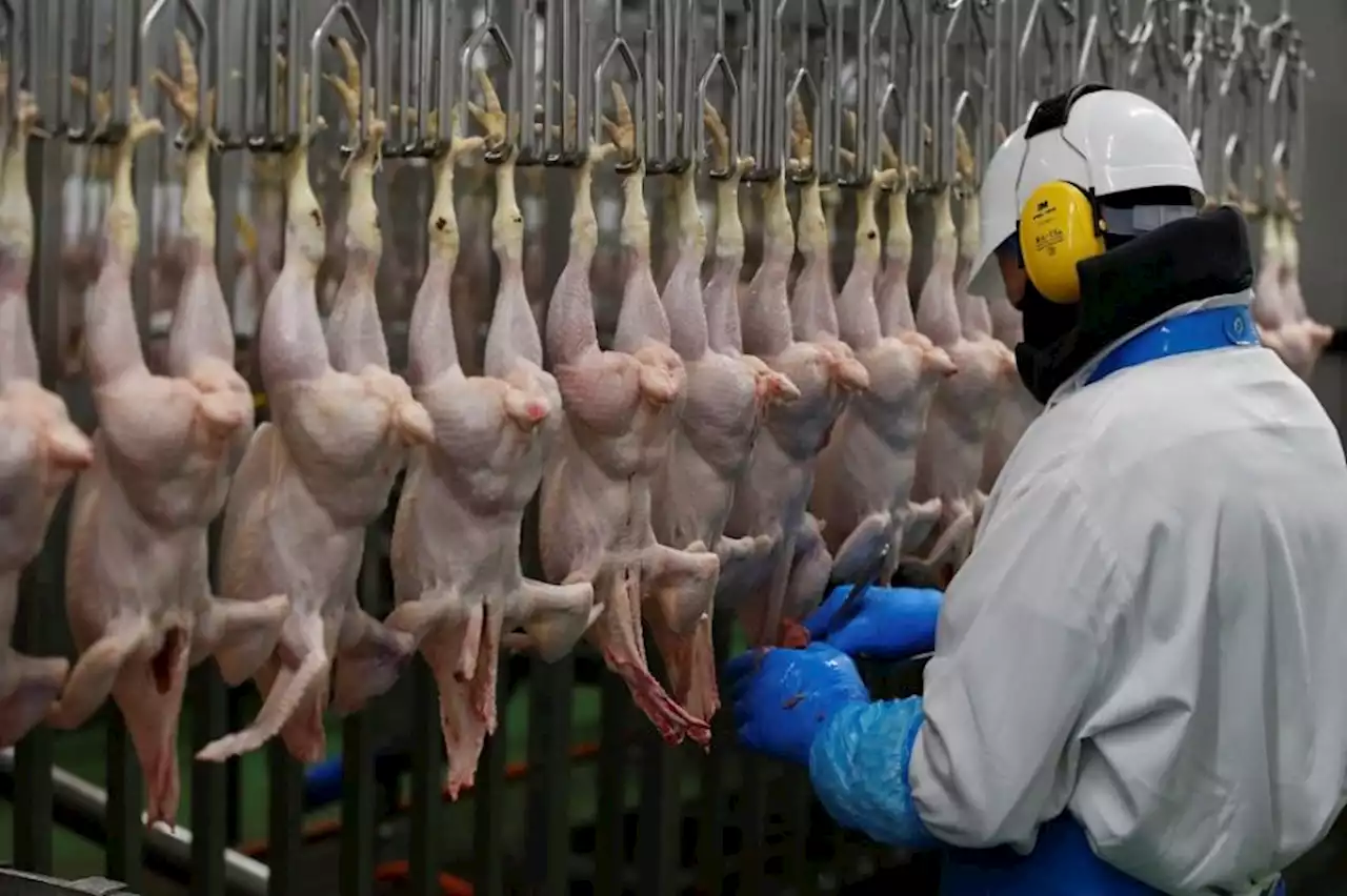 5 Negara Penghasil Daging Ayam Terbesar di Dunia, Siapa Wakil ASEAN?