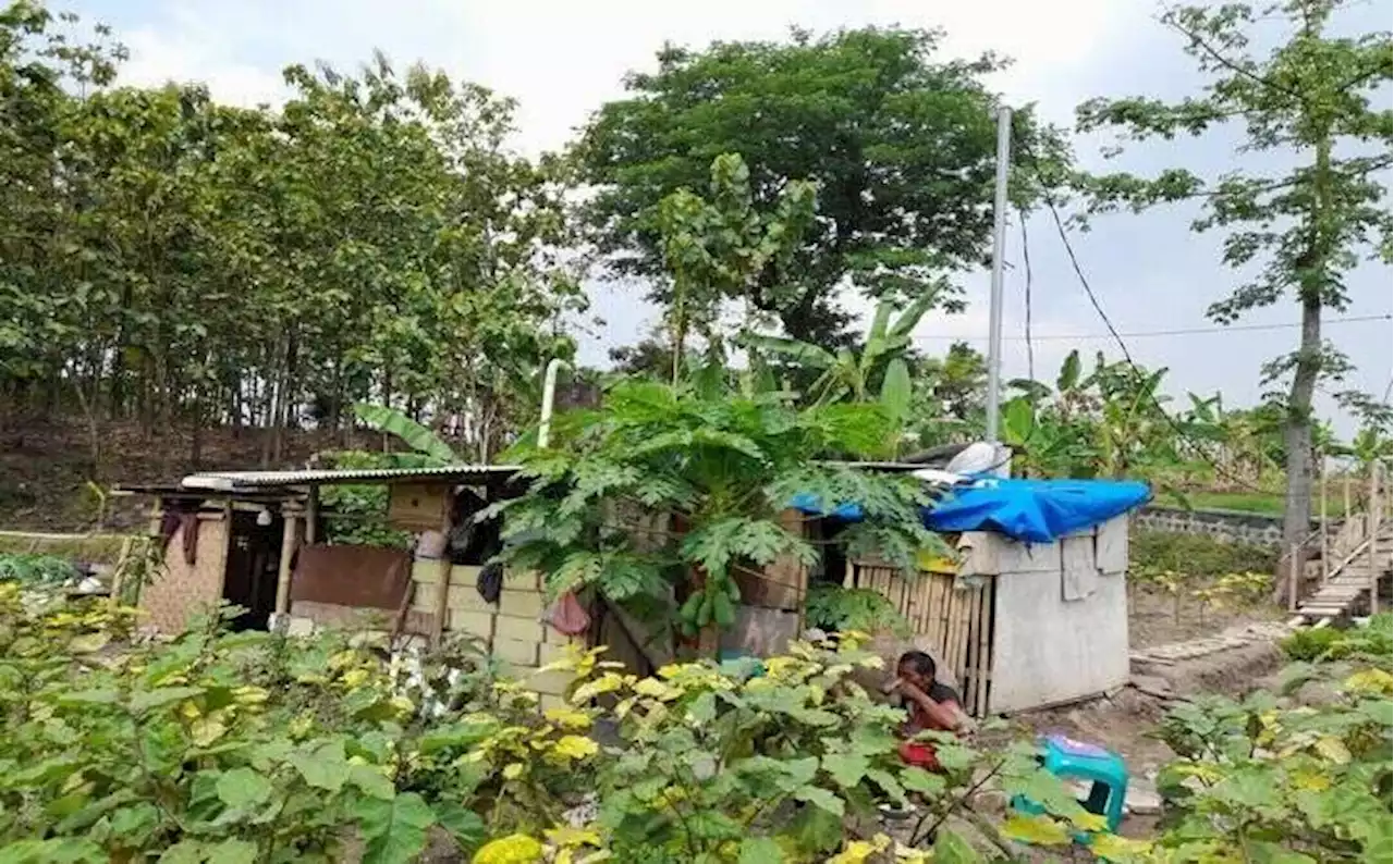 Keluarga Sragen Tinggal di Gubuk Tengah Sawah, Hidup di Perantauan Berat