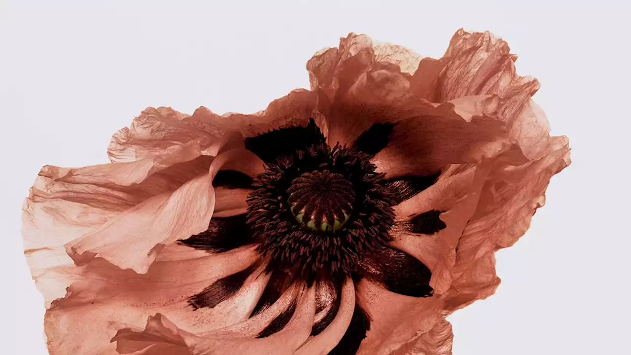 ‘For Me, Flowers Are Acts of God’: A New London Exhibition Celebrates Irving Penn’s Spectacular Floral Portraits