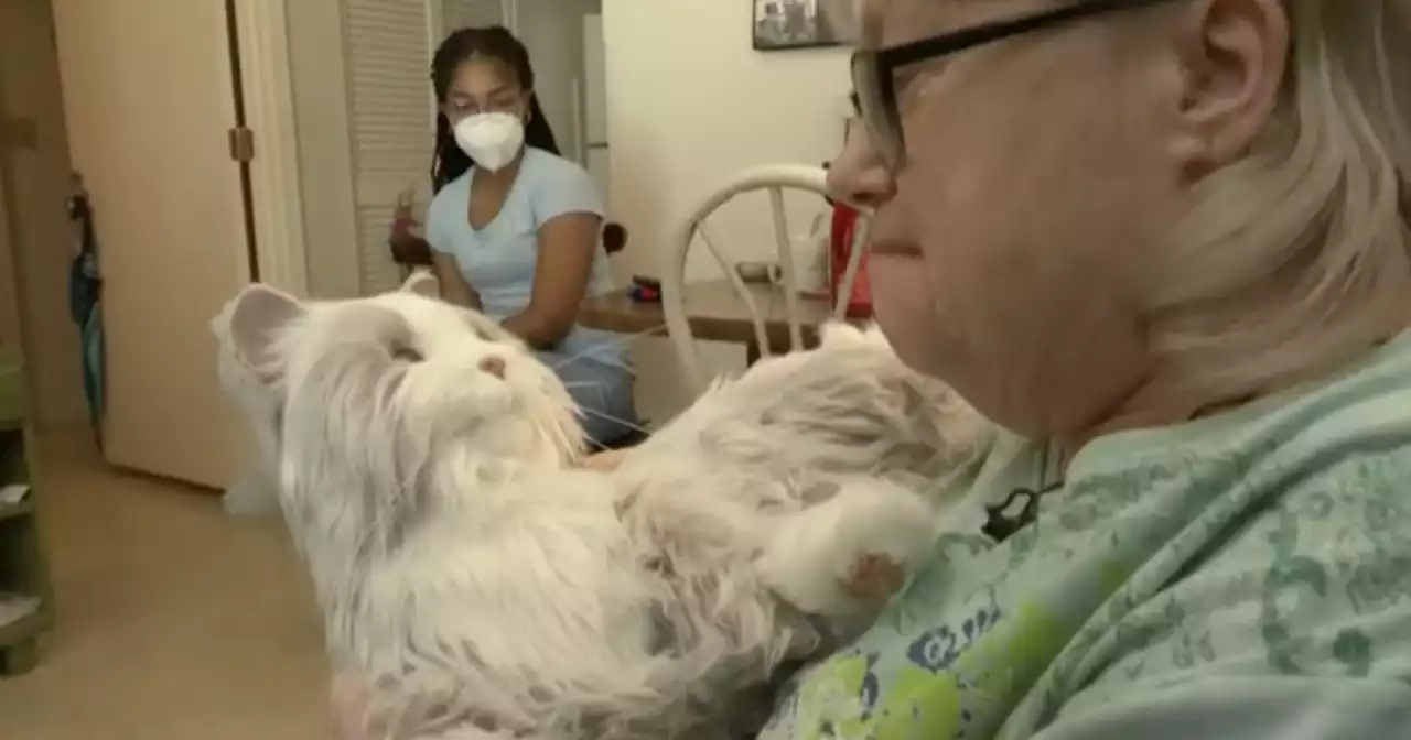 South Carolina woman finds joy with robotic cat after real one dies of cancer