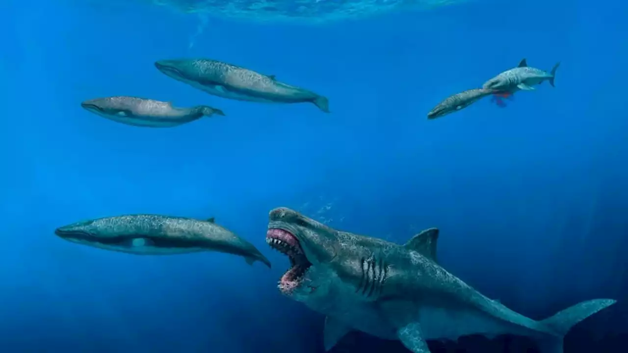 Giant sharks once roamed the seas, feasting on huge meals