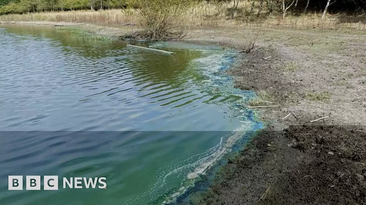 Warning over toxic blue-green algae near Denby