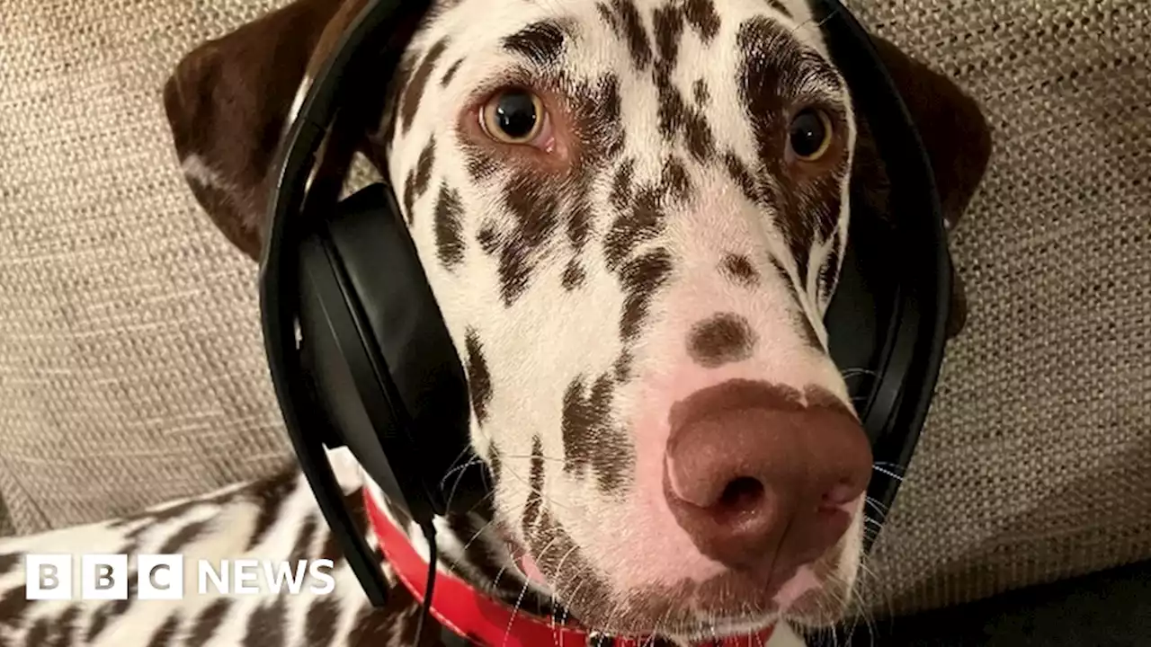 Dogs calmed more by classical music than audiobooks, new research shows