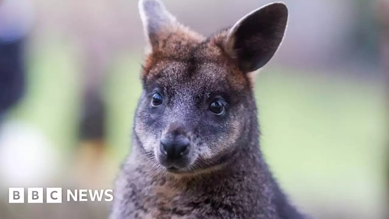 Omagh: Hunt continues for missing wallaby in County Tyrone