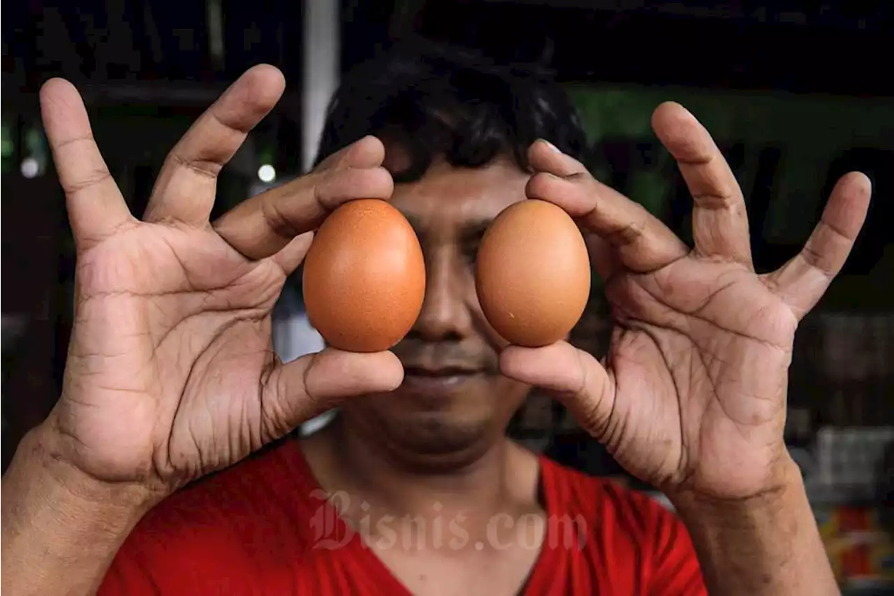 Harga Telur Ayam Melambung hingga Rp31.000/Kg, Gara-gara Bansos?