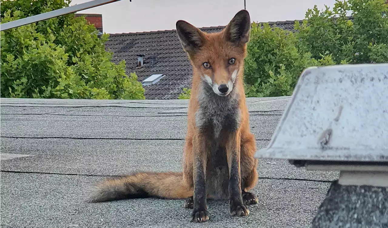 Immer mehr besorgte Anrufe wegen Füchsen beim Berliner Wildtiertelefon