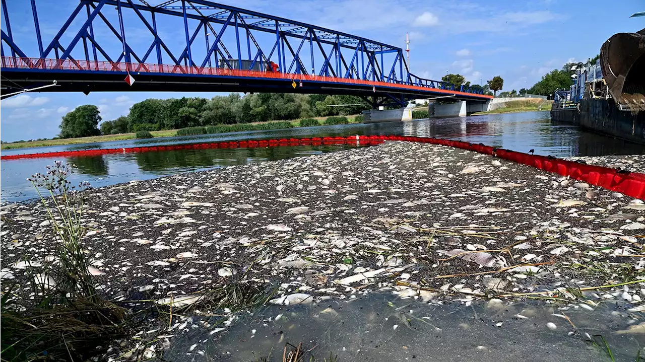 Wasserbehörde entdeckt mehr als 280 illegale Abflüsse in die Oder