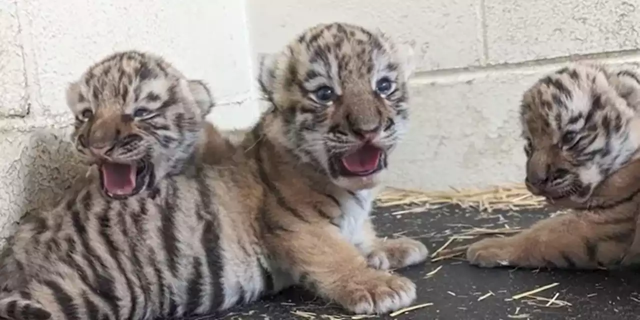 Minnesota Zoo continues to search for Amur tiger cub names