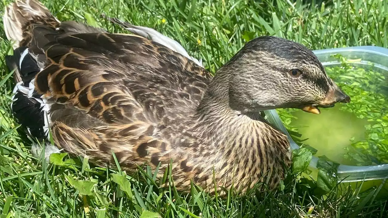 Another duck found in Fountain Valley park with beak cut off